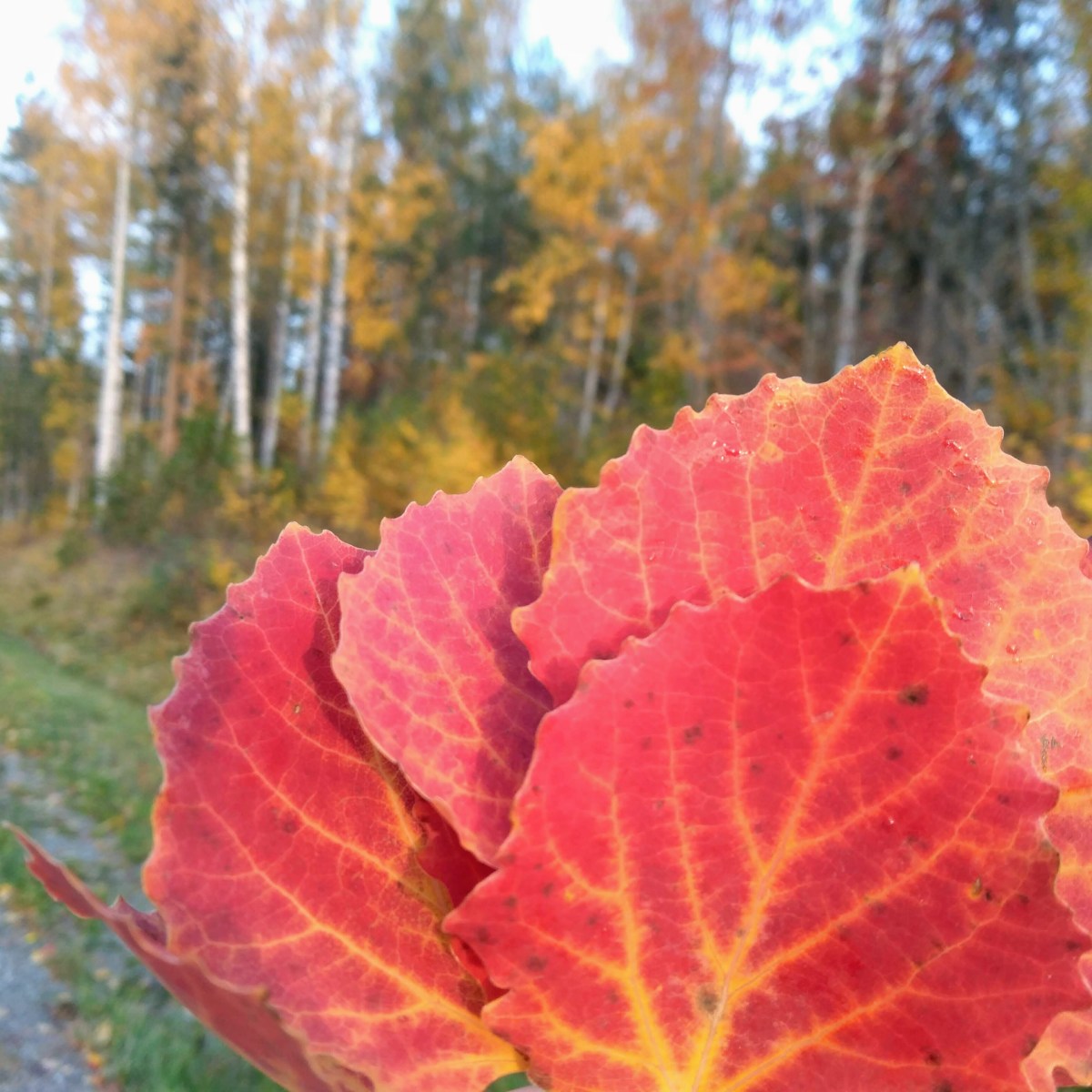 Őszi barátkozó jelenlét